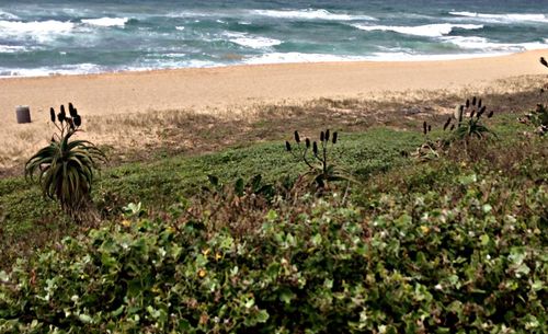 Scenic view of beach