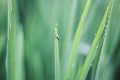 Close-up of insect on grass