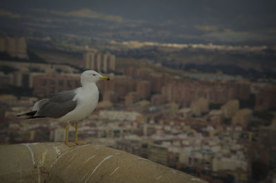 Bird perching on retaining wall against sky