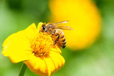 Close-up of bee pollinating on yellow flower