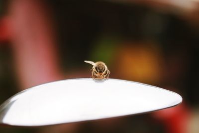 Bee in spoon