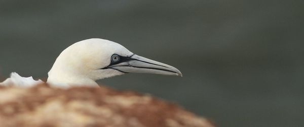 Close-up of the head of a white bird looking away