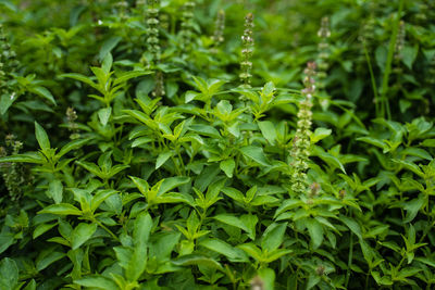 Close-up of fresh green leaves