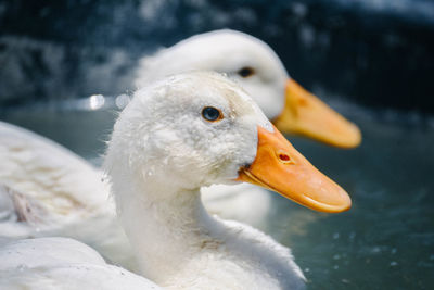 Close-up of swan swimming in lake