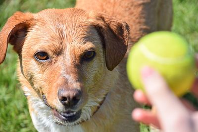 Cropped image of hand holding ball by dog on field