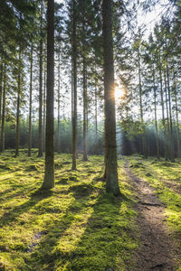 Forest path with sunbeams in the forest