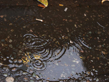 High angle view of turtle in water