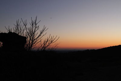 Silhouette of tree at sunset