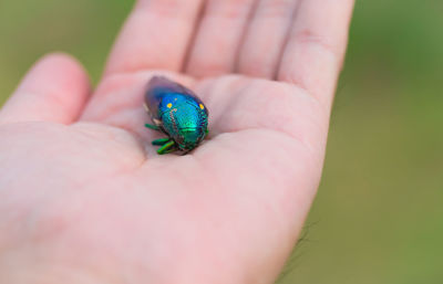 Close-up of insect on human hand