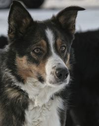 Close-up portrait of dog looking away