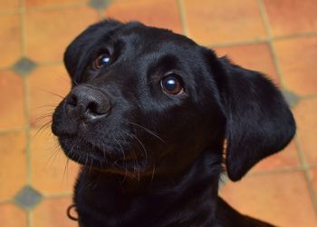 Close-up portrait of a dog