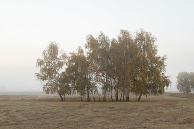 Trees on field against clear sky