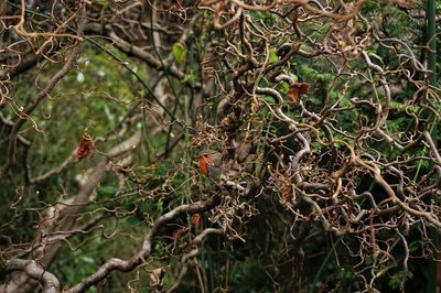 Close-up of branches in forest