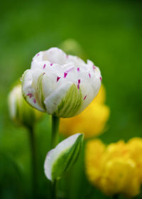 Beautiful white pink double tulip in spring flowerbed with blurred background. 