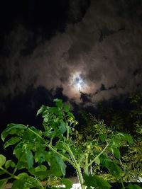 Low angle view of plants against sky