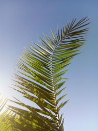 Low angle view of palm tree leaves against clear sky
