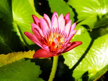Close-up of pink water lily