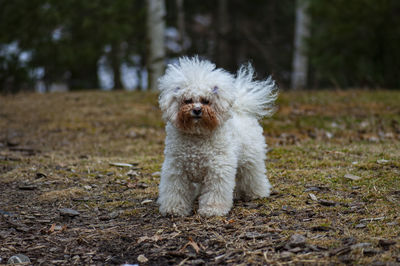 Portrait of white dog on field