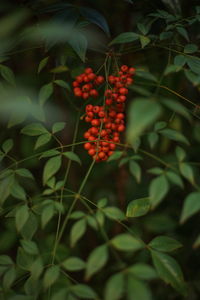 Close-up of red berries on plant