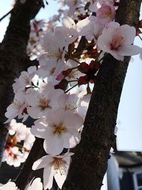 Close-up of cherry blossom tree