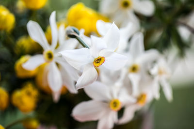 White narcissus narcisses and yellow flowers