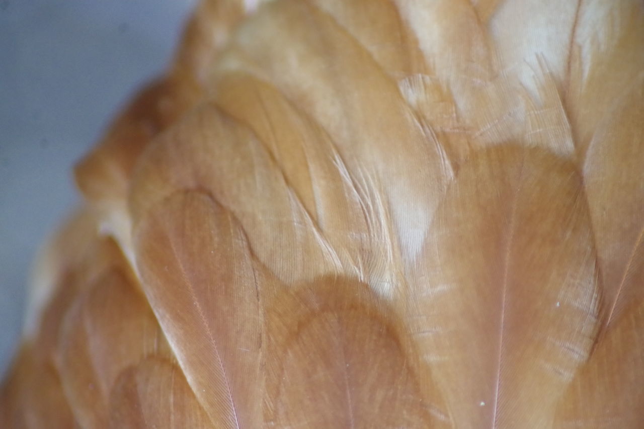 CLOSE-UP OF SLICED BREAD