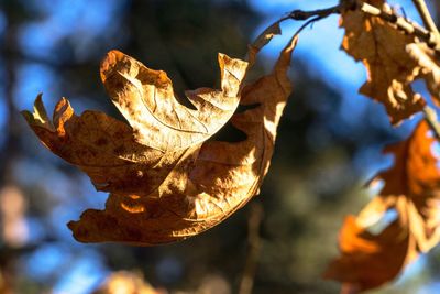 Close-up of butterfly on rock against sky