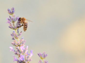 Close-up of bee on purple flowers against clear sky