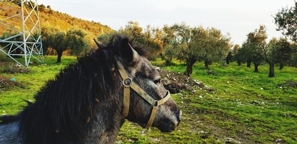 Horse on field against trees