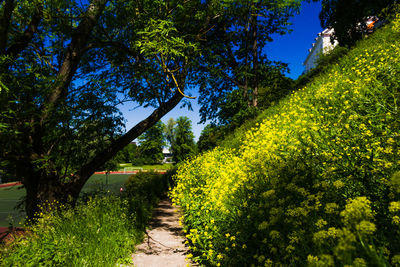 Footpath amidst trees in park against sky