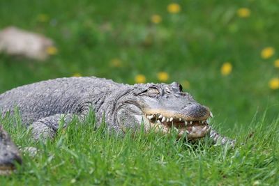 Crocodile on grassy field