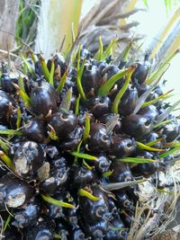 High angle view of berries growing on plant
