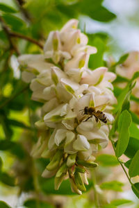 Close-up of bee pollinating on flower