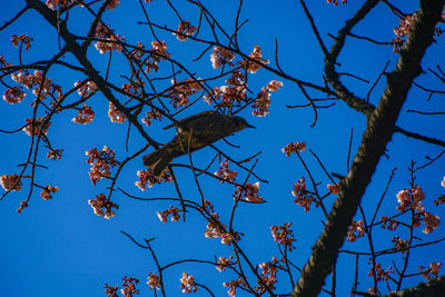 Low angle view of a tree