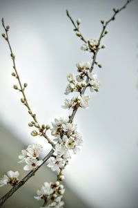 Low angle view of cherry blossoms