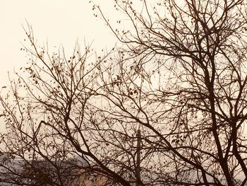 Low angle view of bare tree against sky