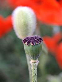 Close-up of poppy flower bud