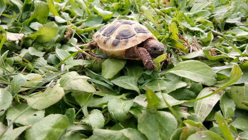 Close-up of snail on leaf