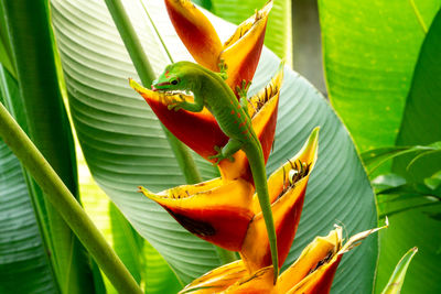 Close-up of fly on plant