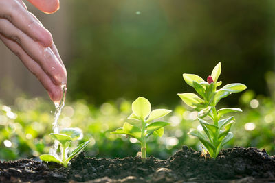 Close-up of hand holding plant