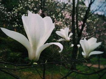 Close-up of white flowers