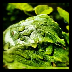 Close-up of green leaves