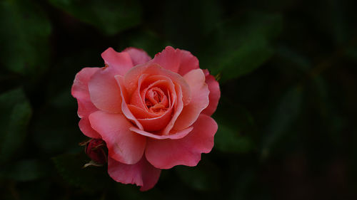 Close-up of pink rose