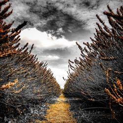 Close-up of tree against sky during winter