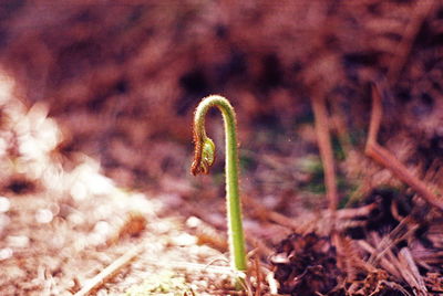 Close-up of plant growing on field