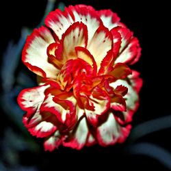 Close-up of red rose against black background