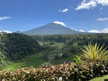 mountain