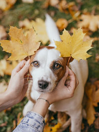 Midsection of person holding maple leaves during autumn