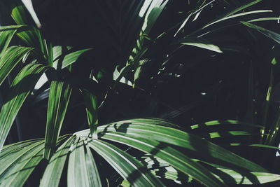 Close-up of palm tree