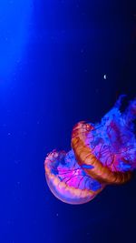 Close-up of jellyfish swimming in sea